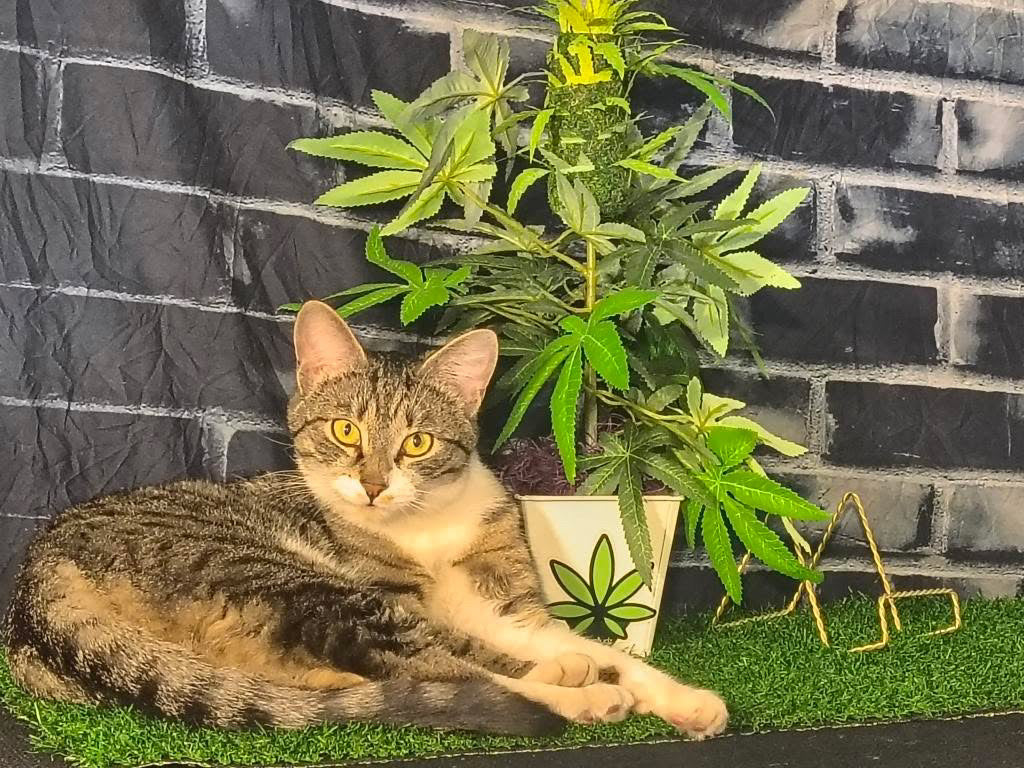 Stylish Stoner Home Decor